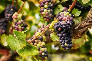 Clusters of ripening red and green wine grapes hanging from a vine in a California vineyard.
