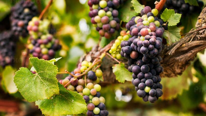 Clusters of ripening red and green wine grapes hanging from a vine in a California vineyard.